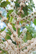 Cafeto Floreado