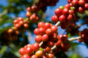productores café coex asistencia agrícola